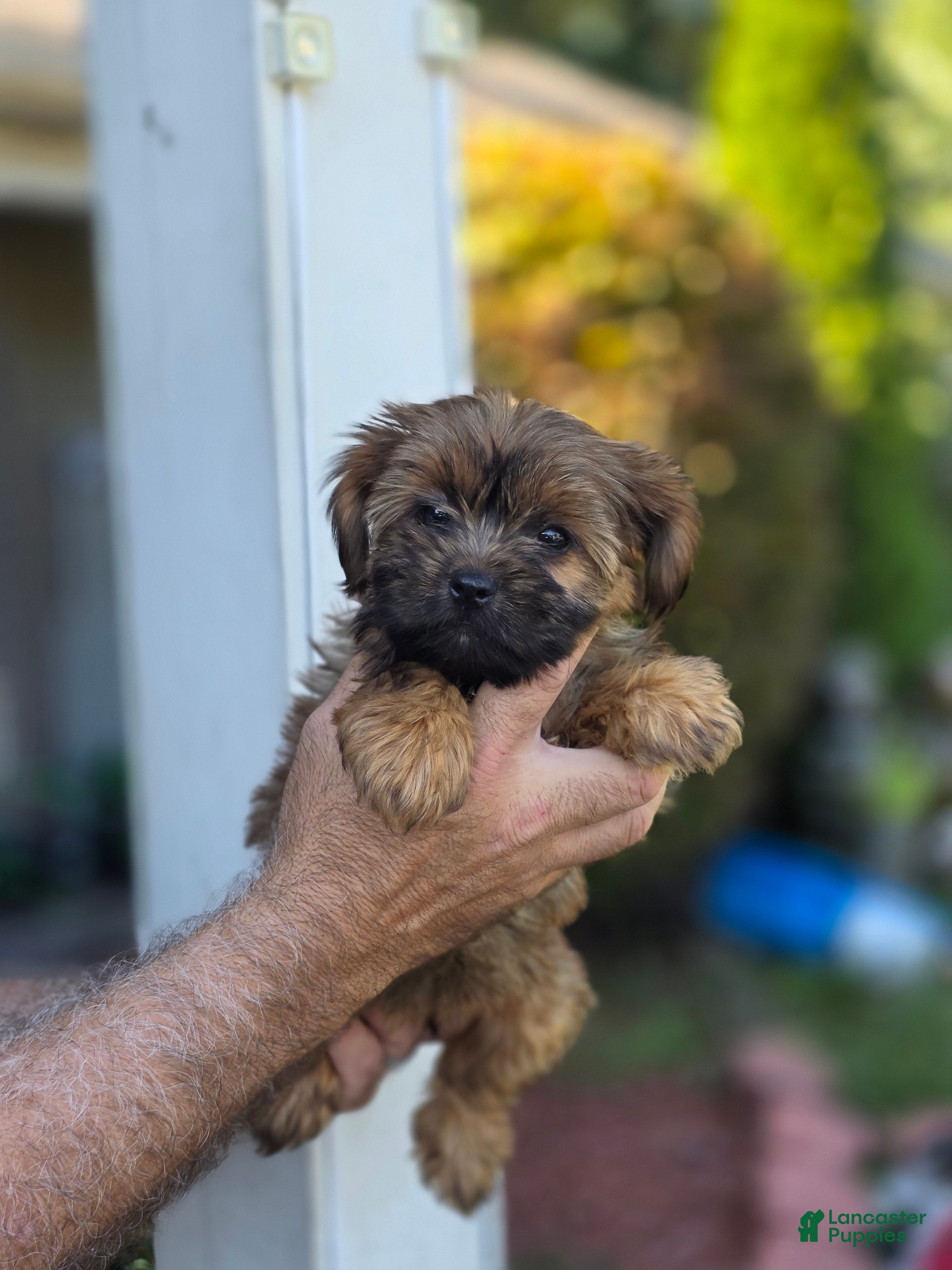 Shorkie dogs Samantha - Ad 2