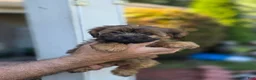 Shorkie dogs for sale: Samantha - Ad 2