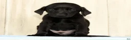 Labrador Retriever dogs for sale: Bently - Ad 5