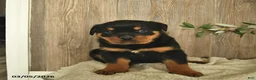 Rottweiler dogs for sale: Ludwig - Ad 3
