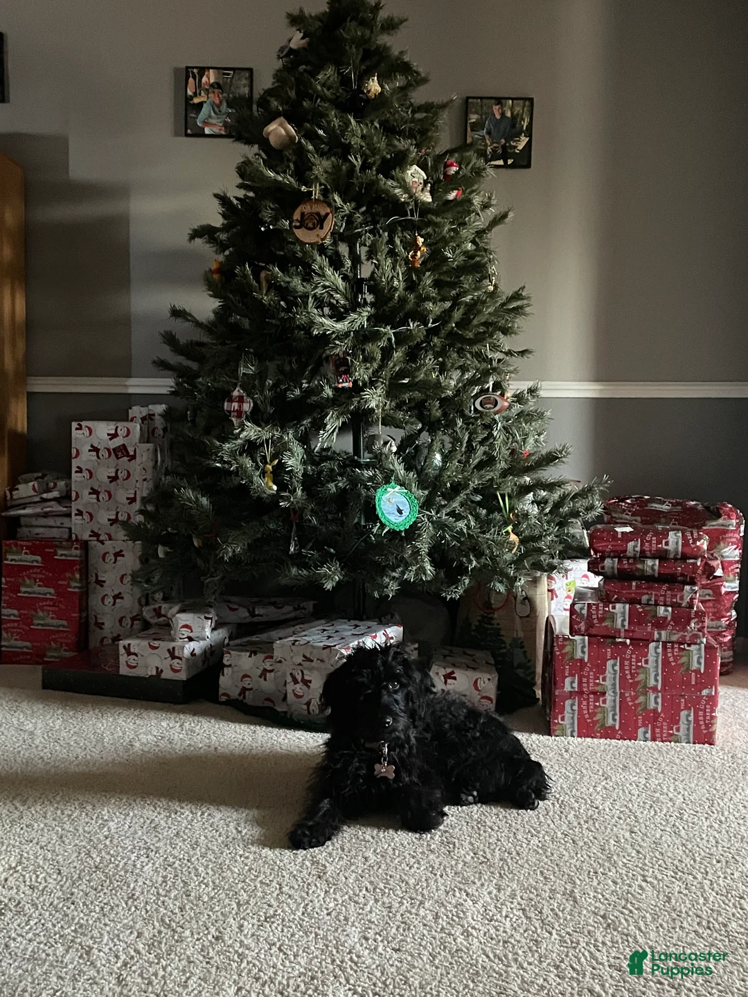 Labradoodle dogs for sale: Comet - Ad 2