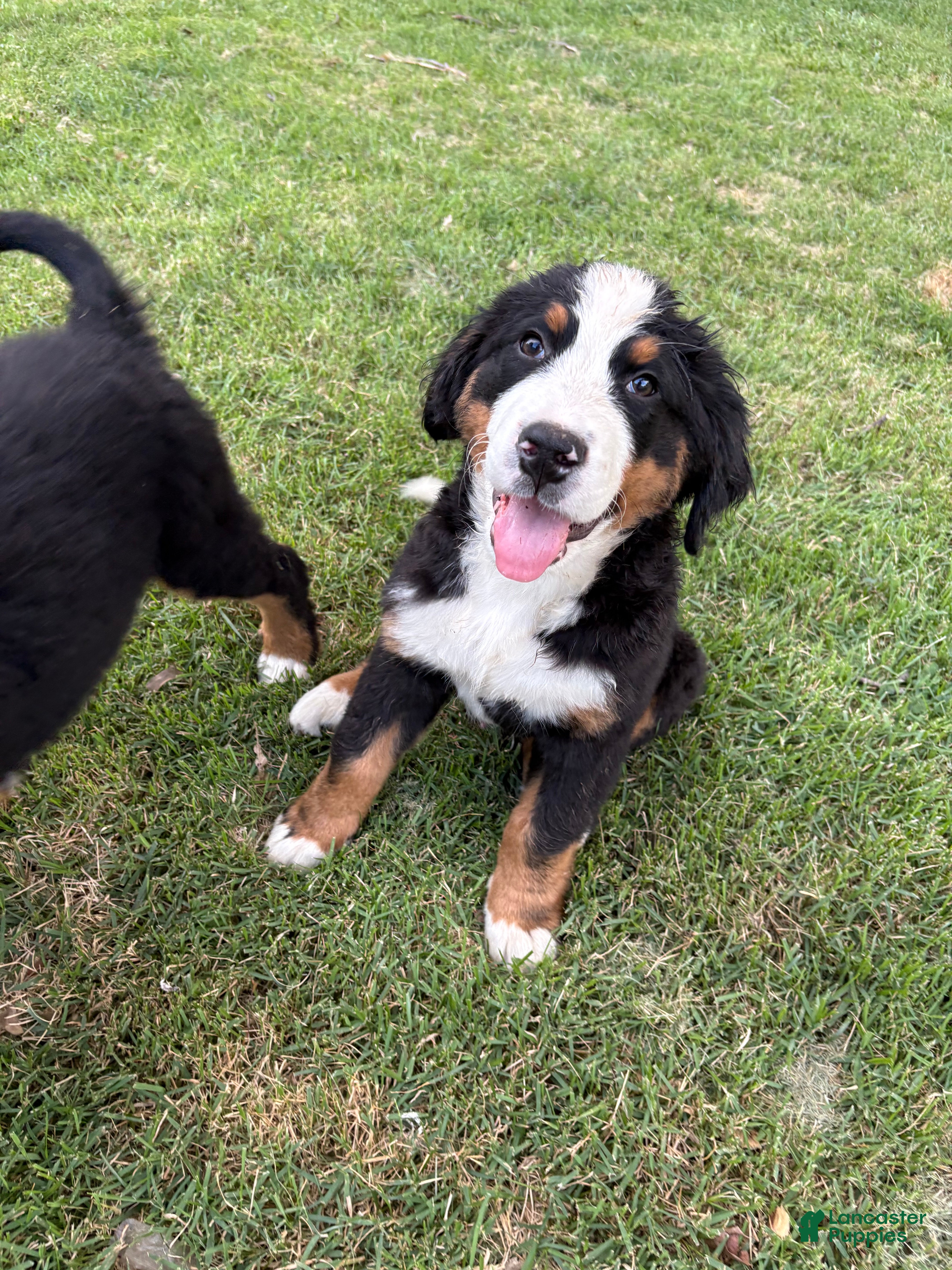 Bernese Mountain Dog dogs Charm  - Ad 2