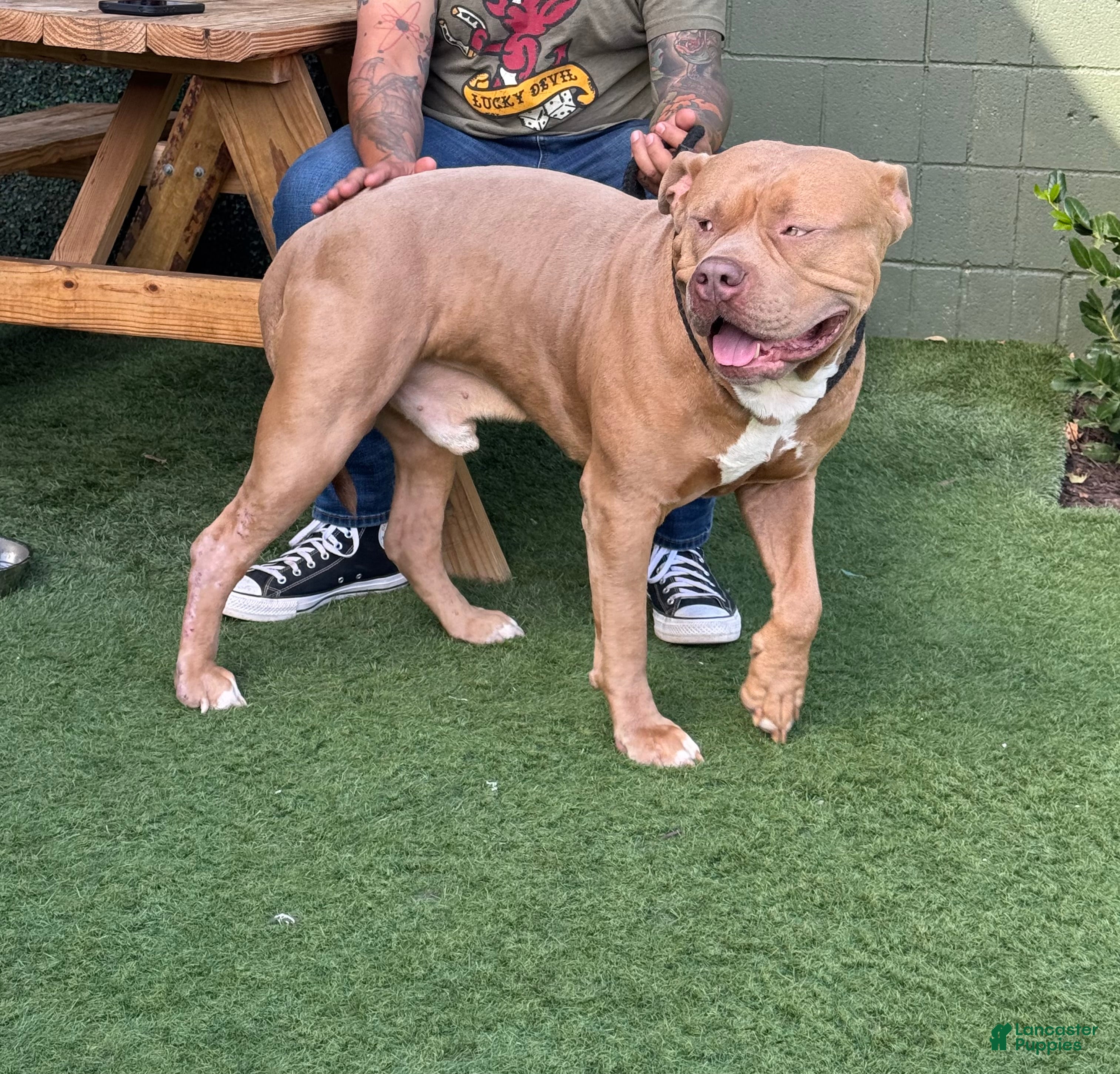 American Bully dogs Kash  - Ad 2