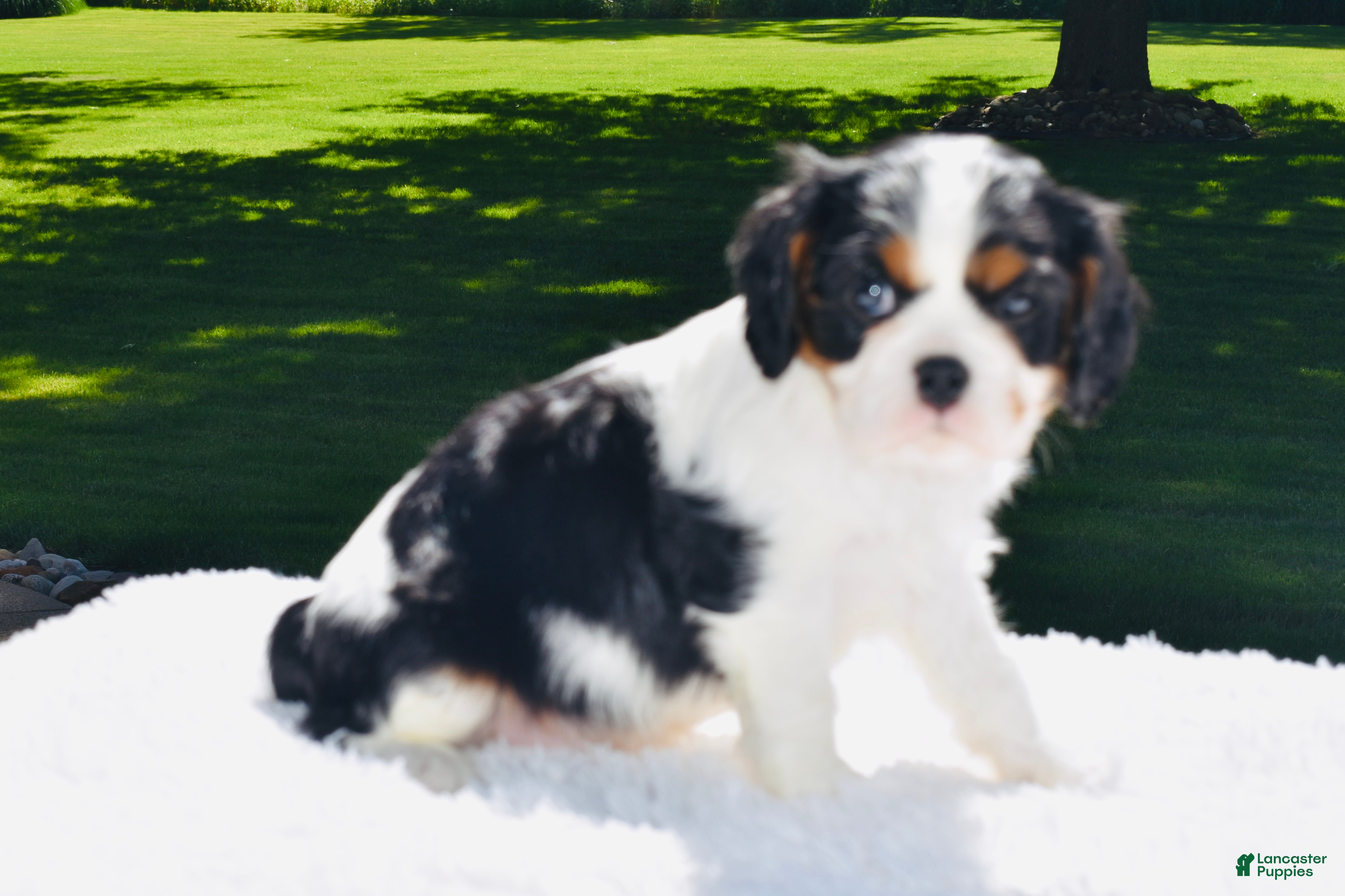 Cavalier King Charles Spaniel dogs Cooper  - Ad 1