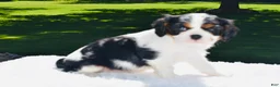 Cavalier King Charles Spaniel dogs for sale: Cooper  - Ad 1