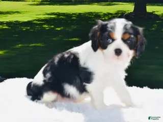Cavalier King Charles Spaniel dogs for sale: Cooper - Ad 1