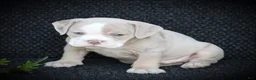 Beabull dogs for sale: Champ - Ad 5