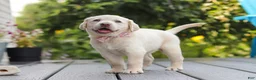 Labrador Retriever dogs for sale: Meadow - Ad 9