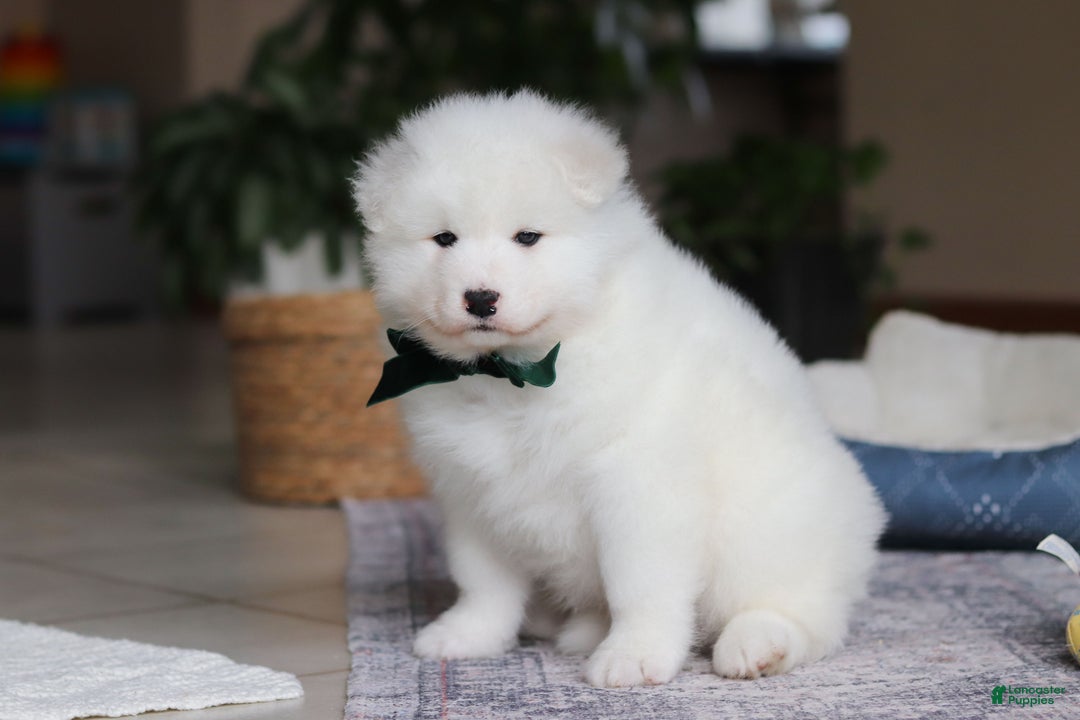 Samoyed dogs for sale: Rocky - Ad 2