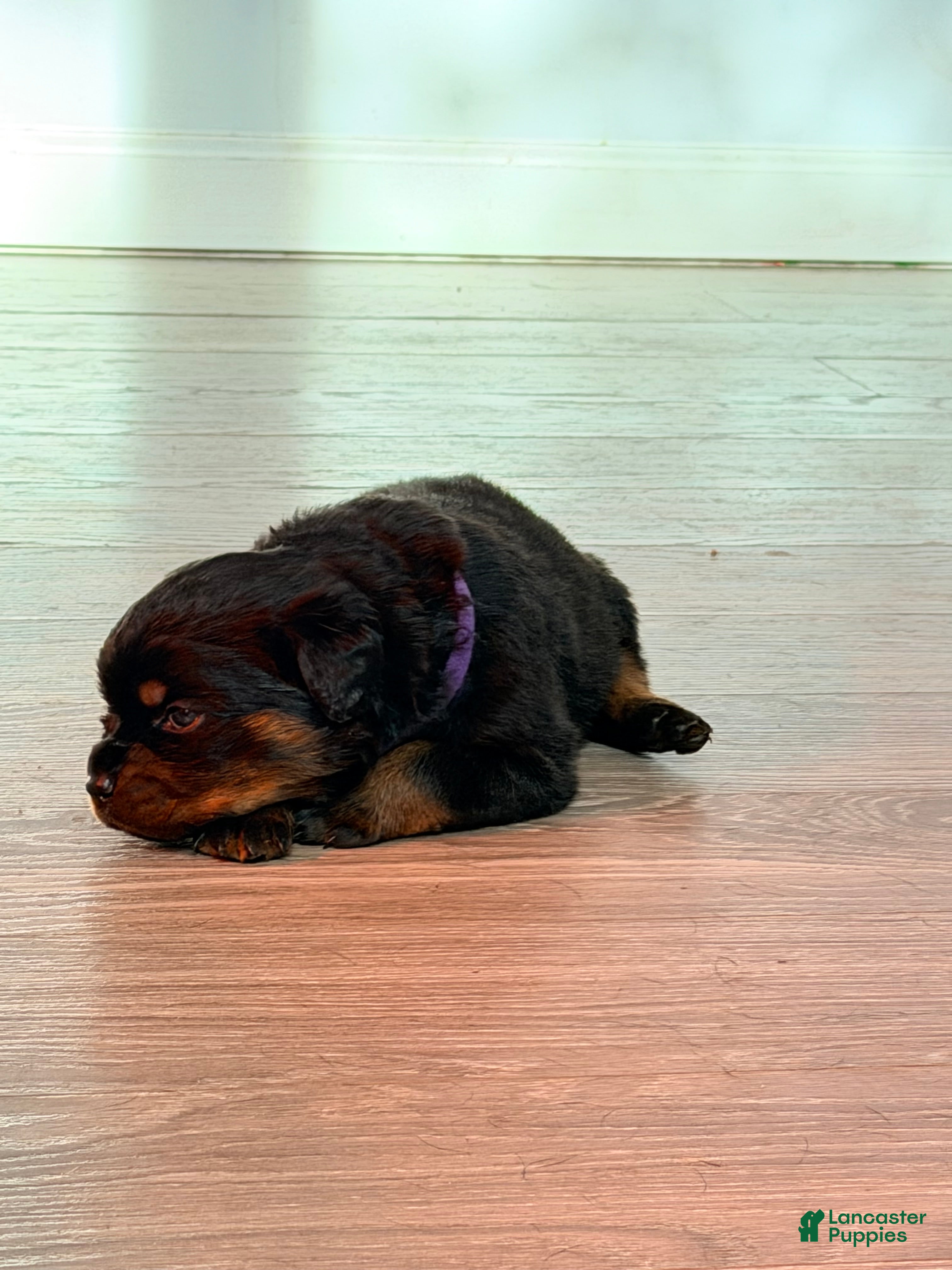 Rottweiler dogs Rottweiler 3 - Ad 6