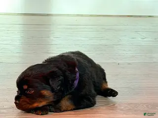 Rottweiler dogs Rottweiler 3 - Ad 6
