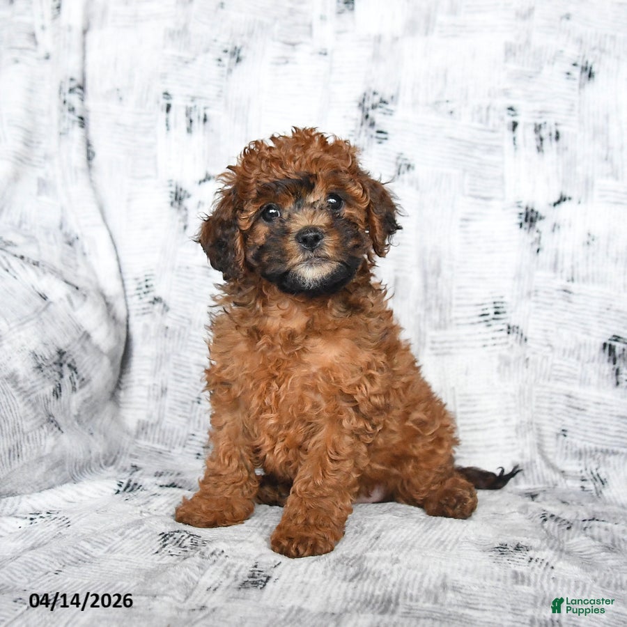 Cavapoo dogs Dandelion - Ad 1