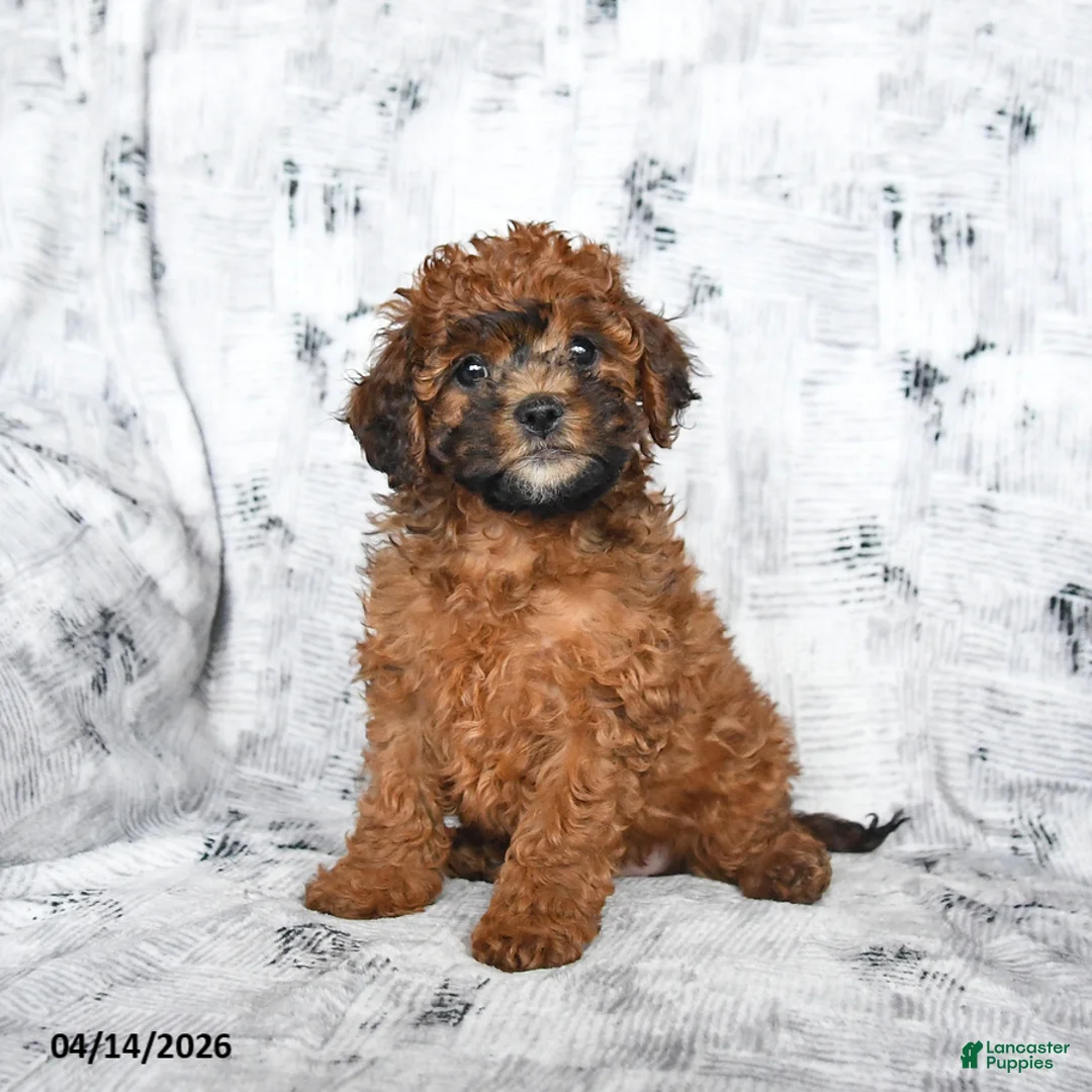 Cavapoo dogs for sale: Dandelion - Ad 1