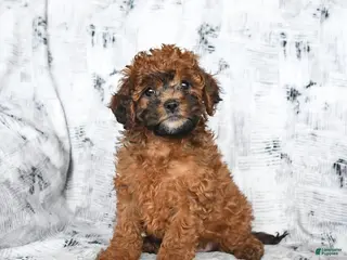 Cavapoo dogs for sale: Dandelion - Ad 2