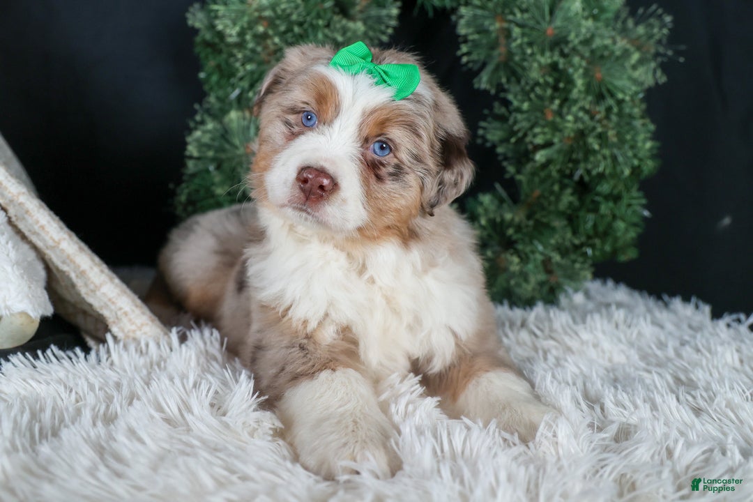 Miniature Australian Shepherd dogs for sale: SAMMY - Ad 18