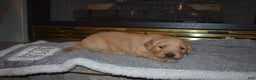 Golden Retriever dogs for sale: Misty - Ad 5