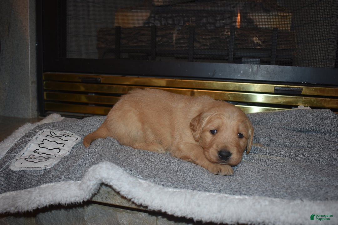 Golden Retriever dogs for sale: Misty - Ad 5