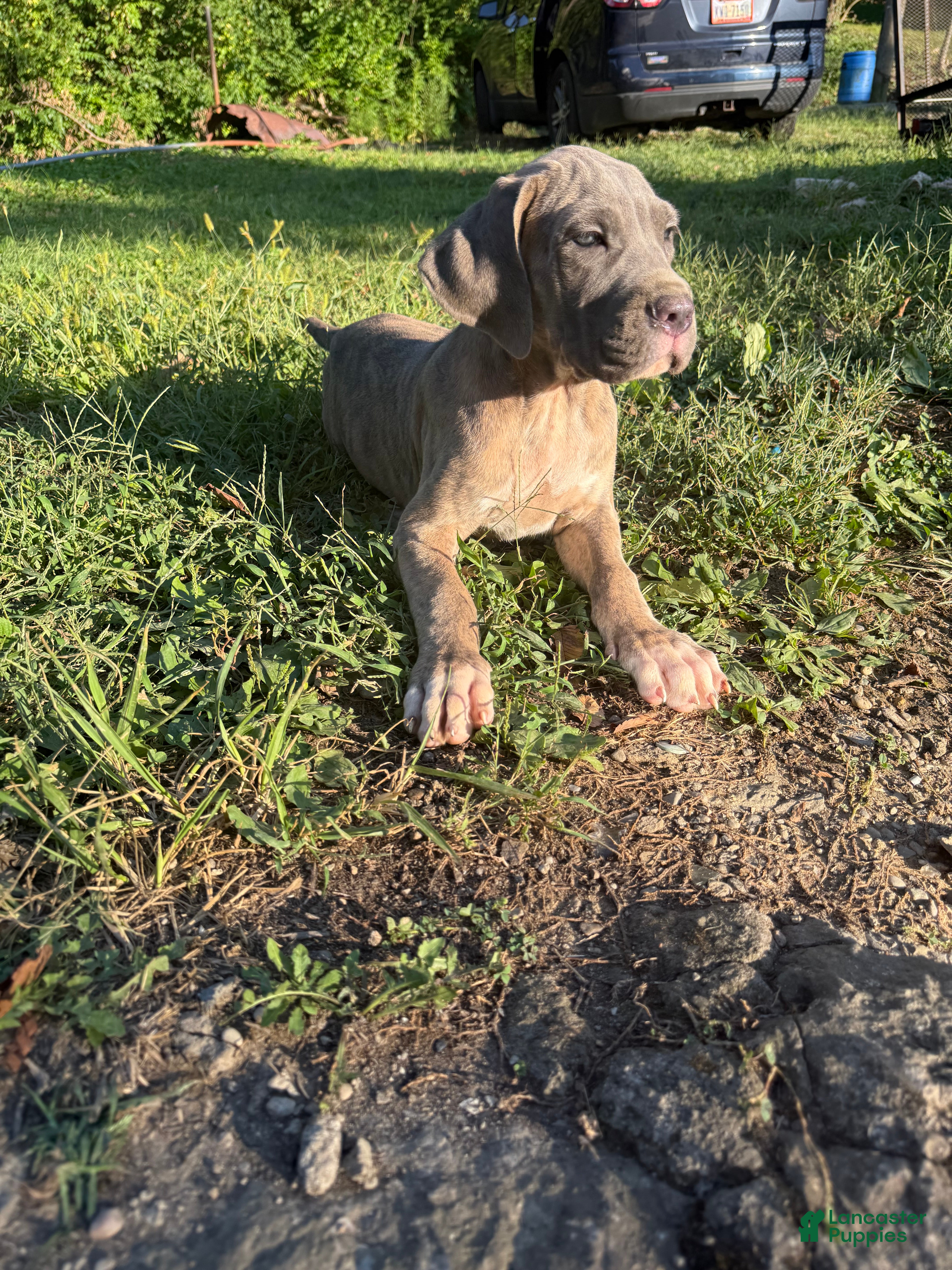 Cane Corso dogs Cane Corso 1 - Ad 28
