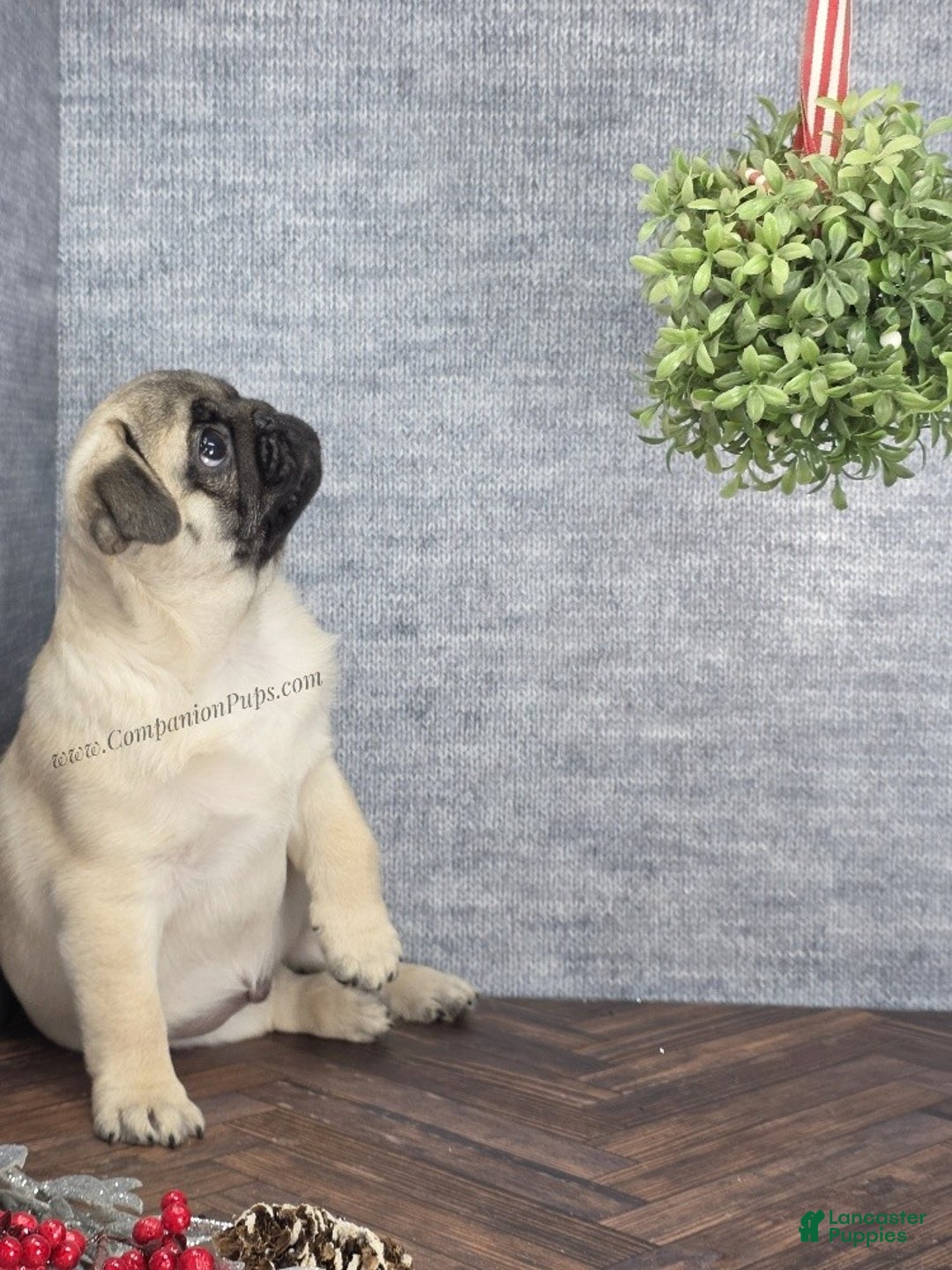 Pug dogs for sale: Best Friend for Life - Brady- Memoriable Christmas Puppy! - Ad 17