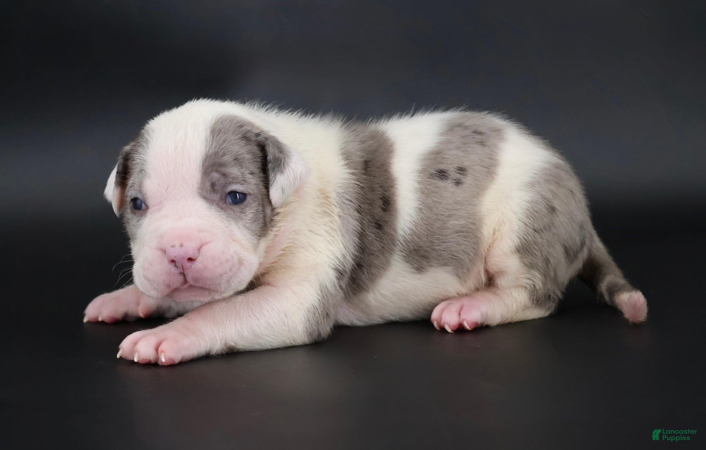American Bully dogs Hercules - XL - ABKC - Ad 1
