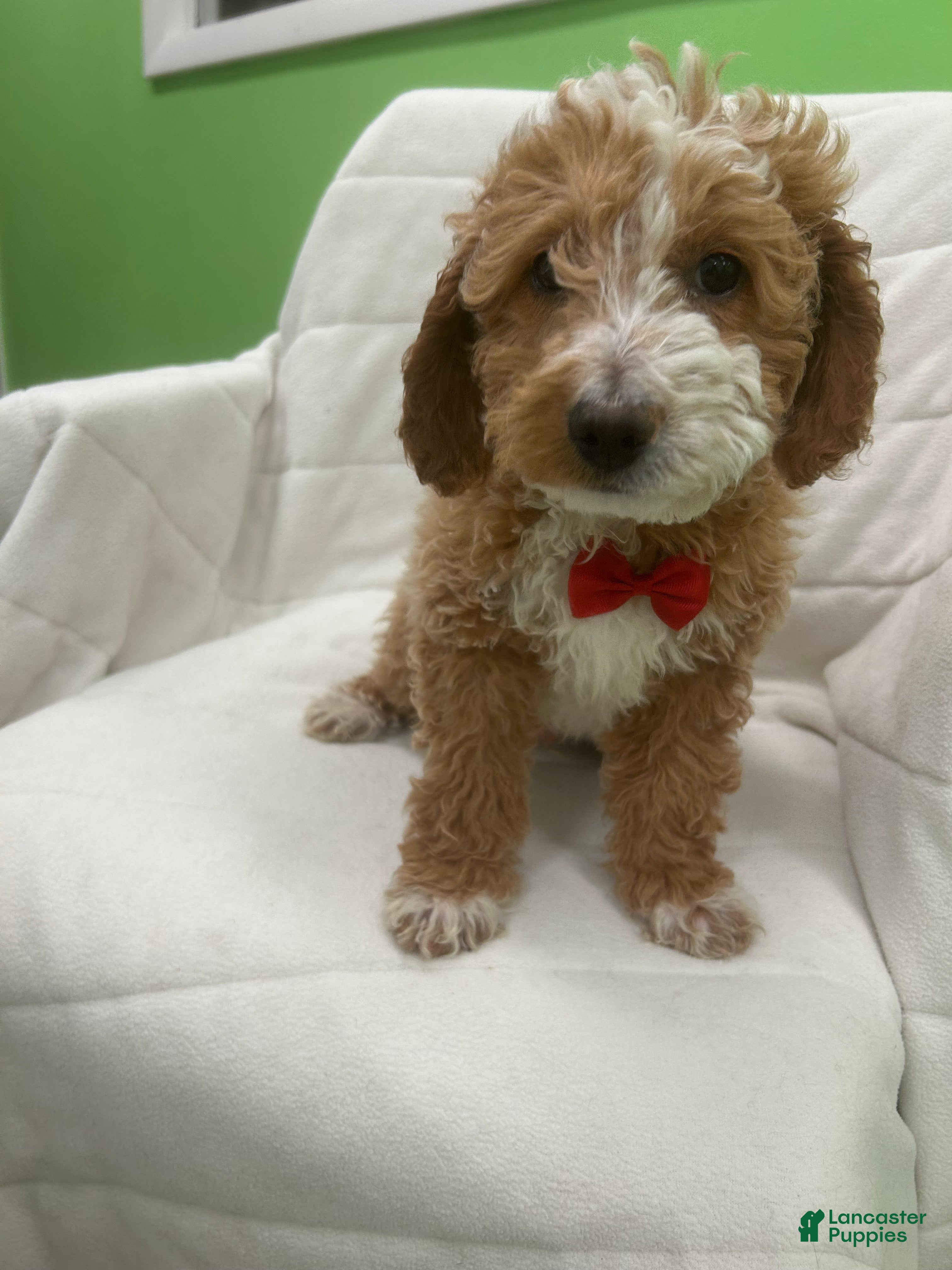 Mini Goldendoodle dogs Mini Goldendoodle Puppy 2 - Ad 1