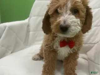 Mini Goldendoodle dogs Mini Goldendoodle Puppy 2 - Ad 33