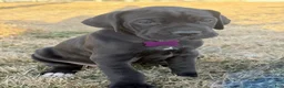 Great Dane dogs for sale: Purple Great Dane Girl 3 - Ad 1