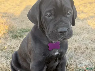 Great Dane dogs for sale: Purple Great Dane Girl 3 - Ad 2