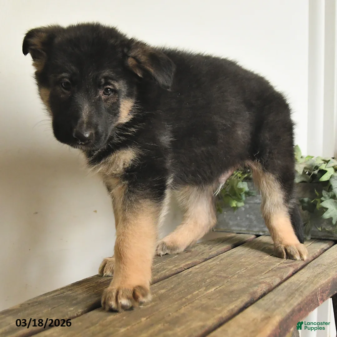 Mixed Breed dogs for sale: Patrick - Ad 3