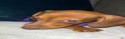 Dachshund dogs for sale: Dachshund Puppy 2 - Ad 6
