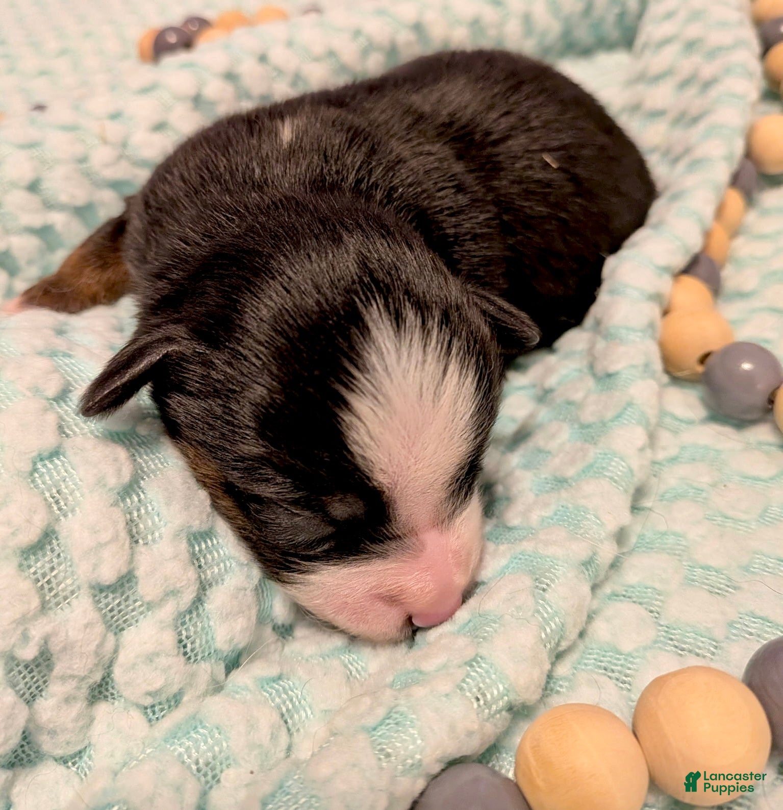 Toy Australian Shepherd dogs Toy Australian Shepherd 2 - Ad 2