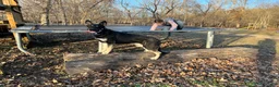 German Shepherd dogs for sale: COMING SOON!! Trained Deterrent Dog!!  - Ad 16