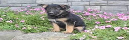 German Shepherd dogs for sale: Anson - Ad 5