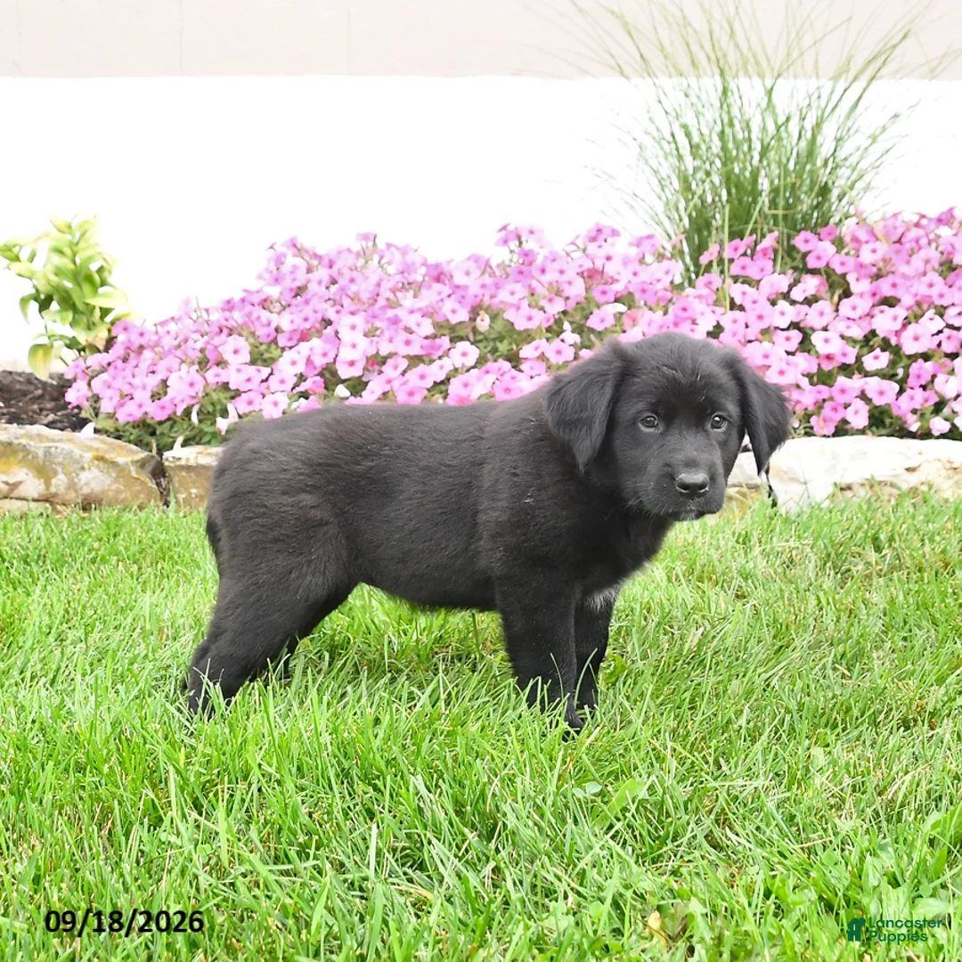 Mixed Breed dogs for sale: Bonnie - Ad 3
