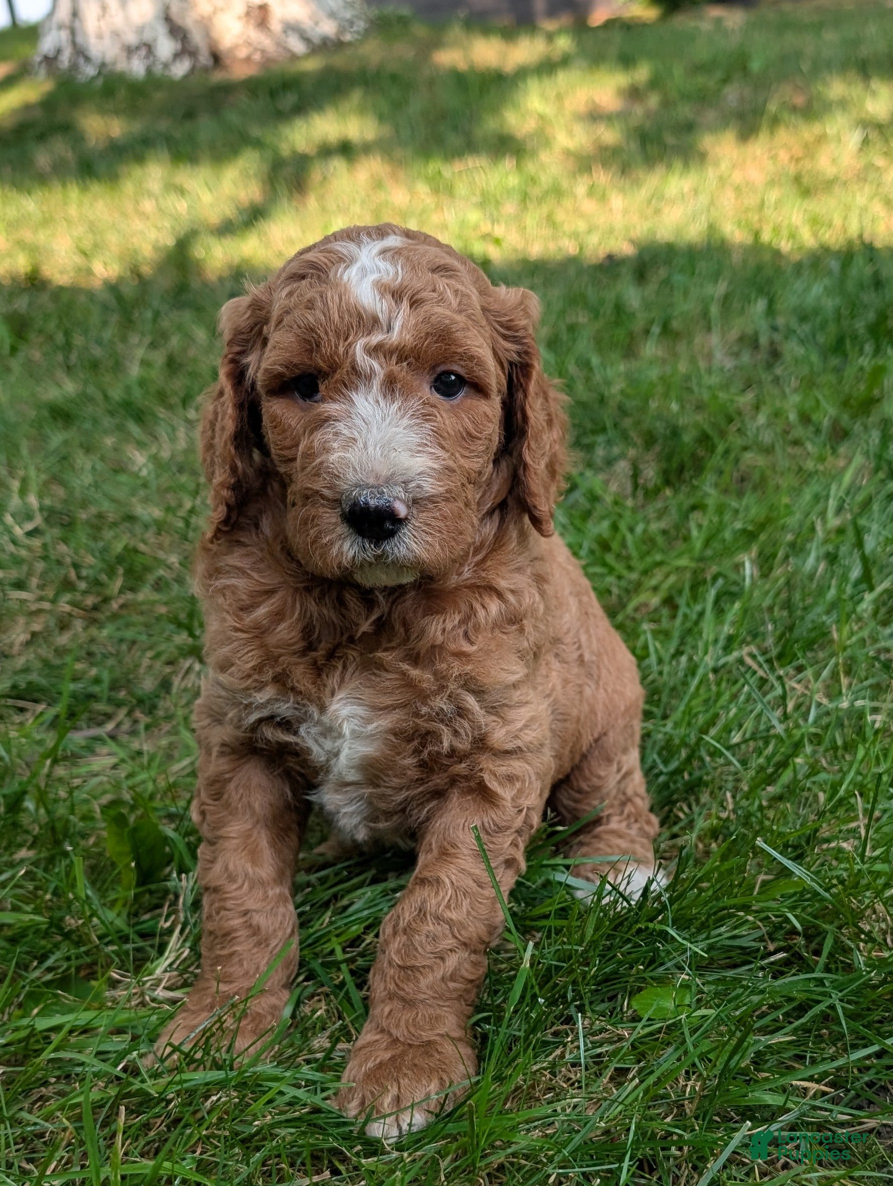 Goldendoodle dogs Suzy - Ad 1
