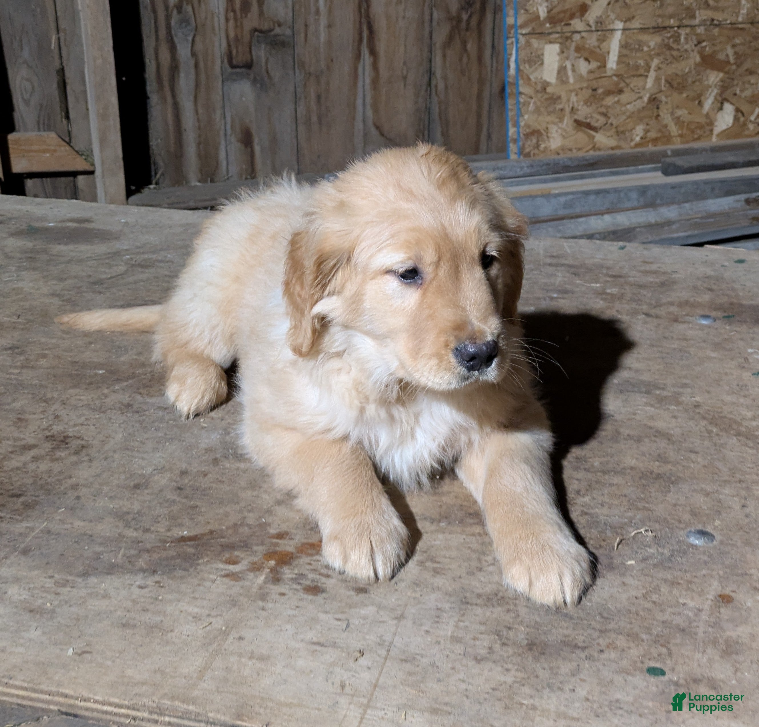 Golden Retriever dogs Ripples - Ad 1