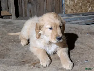 Golden Retriever dogs Ripples - Ad 32