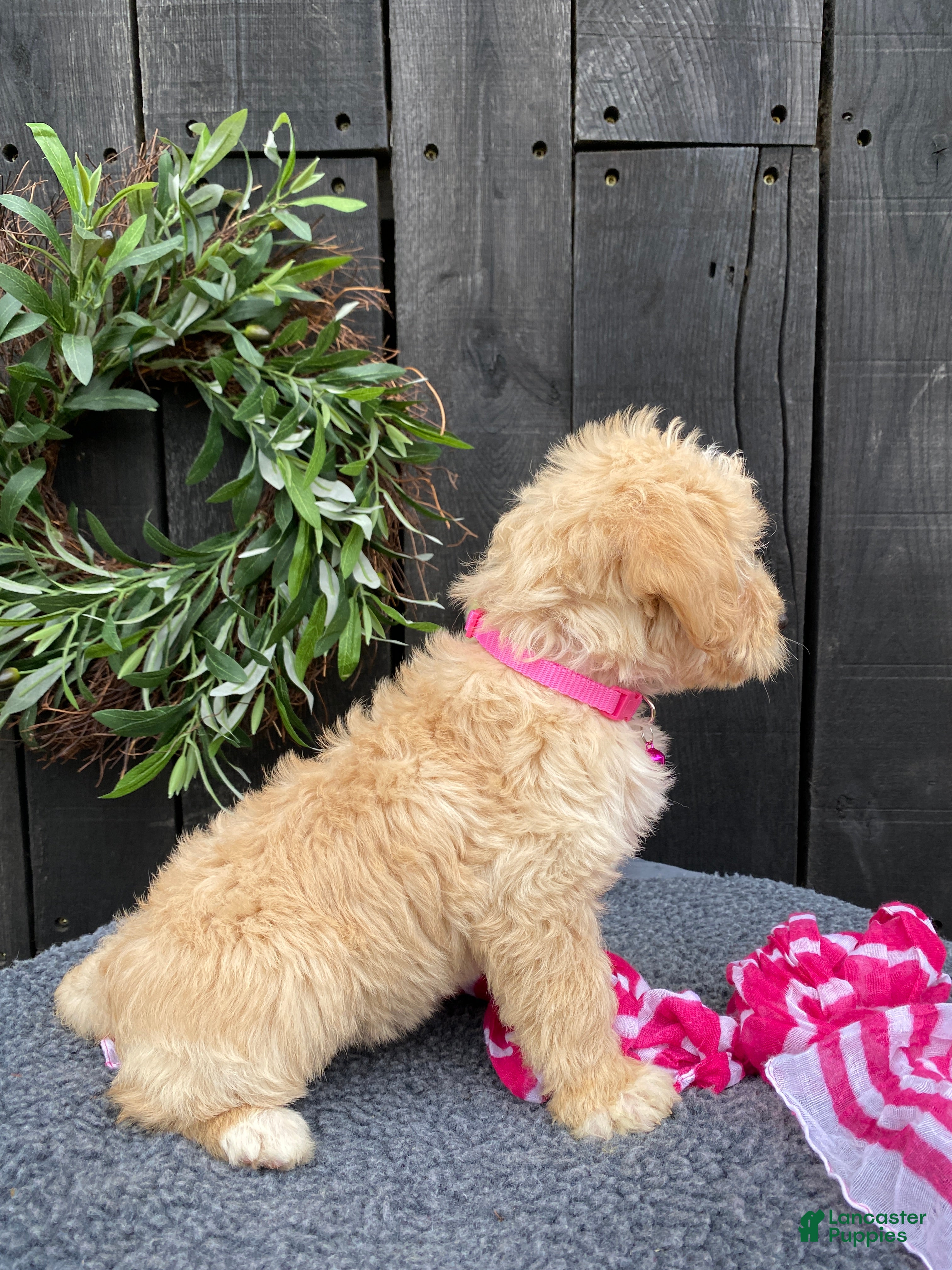 Mixed Breed dogs Kaya - Ad 2