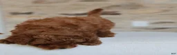 Toy Poodle dogs for sale: Pluto - Ad 3