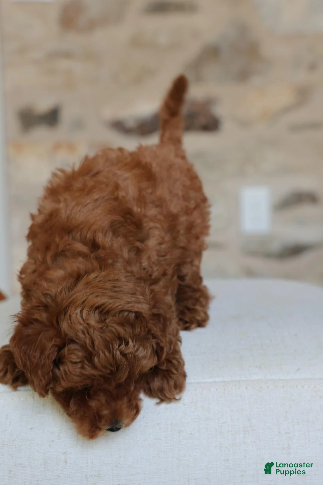 Toy Poodle dogs for sale: Pluto - Ad 3
