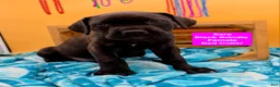 Cane Corso dogs for sale: Sara - Ad 3
