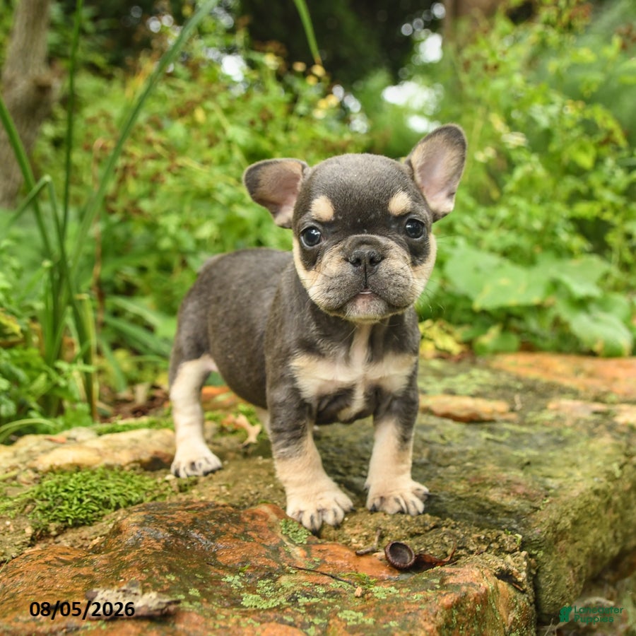 French Bulldog dogs for sale: Meg - Ad 3