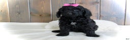 Mini Goldendoodle dogs for sale: Abby - Ad 10