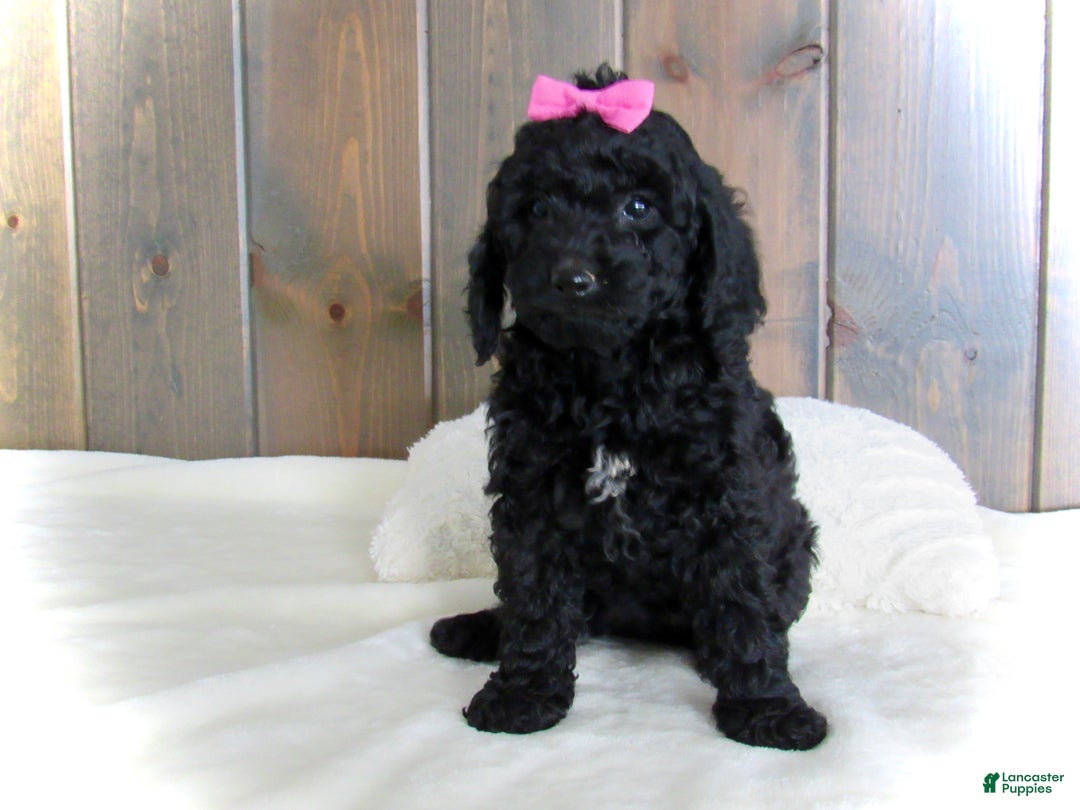 Mini Goldendoodle dogs for sale: Abby - Ad 10
