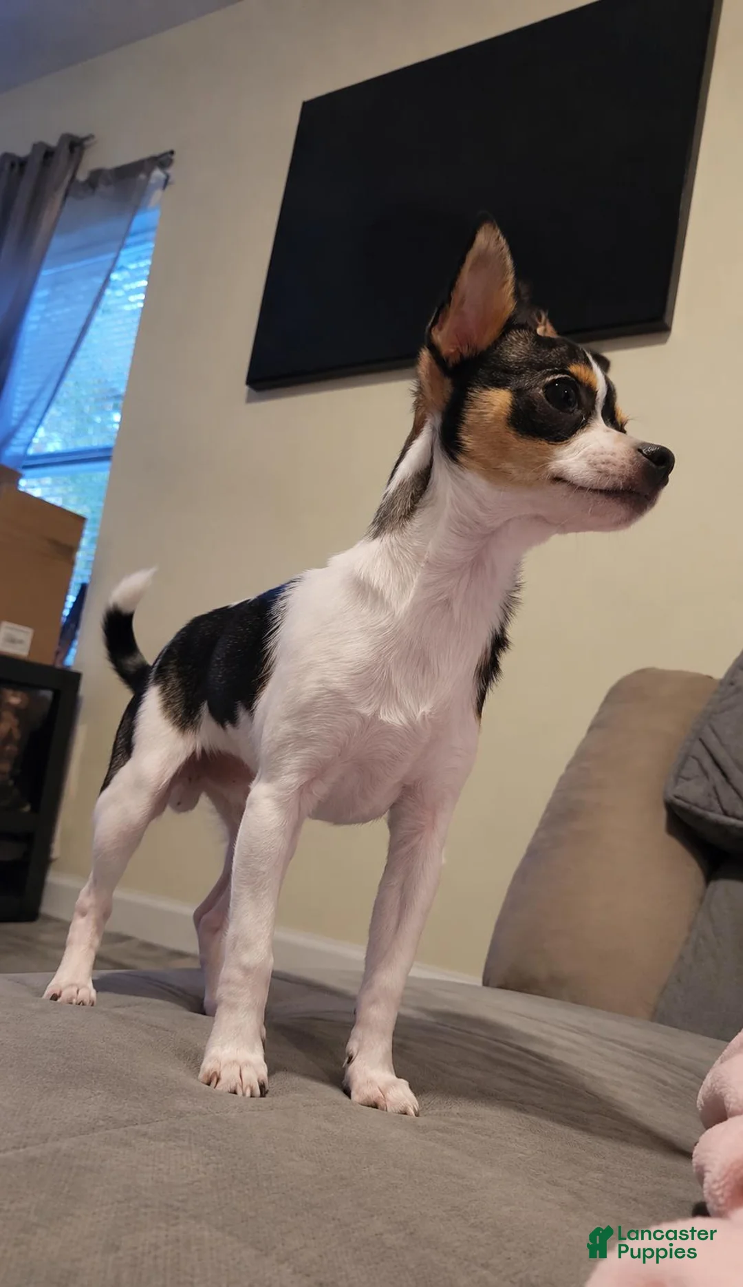 Chihuahua dogs for sale: Chihuahua 3 - Ad 4