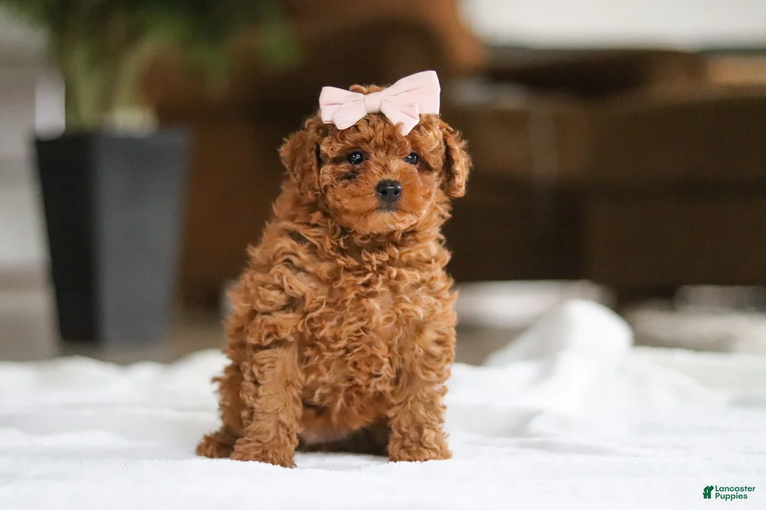 Maltipoo dogs for sale: Allie - Ad 2