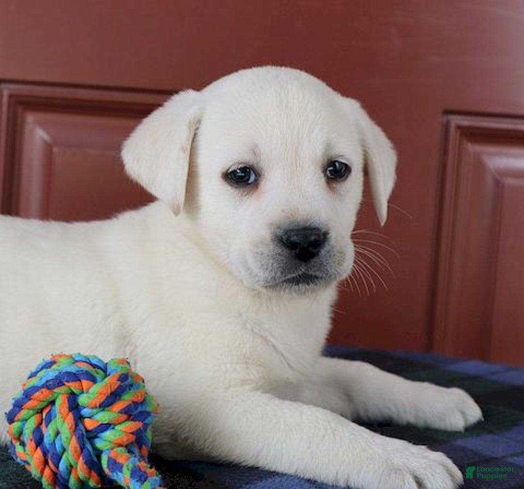 Labrador Retriever dogs for sale: Madison - Champ lines - Ad 1