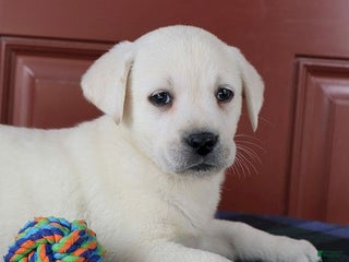 Labrador Retriever dogs Madison - Champ lines - Ad 2