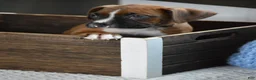 Boxer dogs for sale: Duke - Ad 2