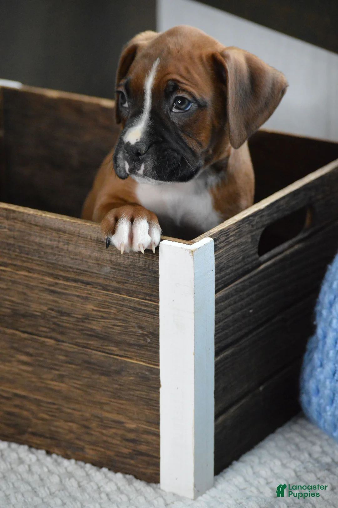 Boxer dogs for sale: Duke - Ad 2